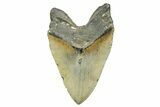 Serrated, Fossil Megalodon Tooth - Huge NC Meg #308481-2